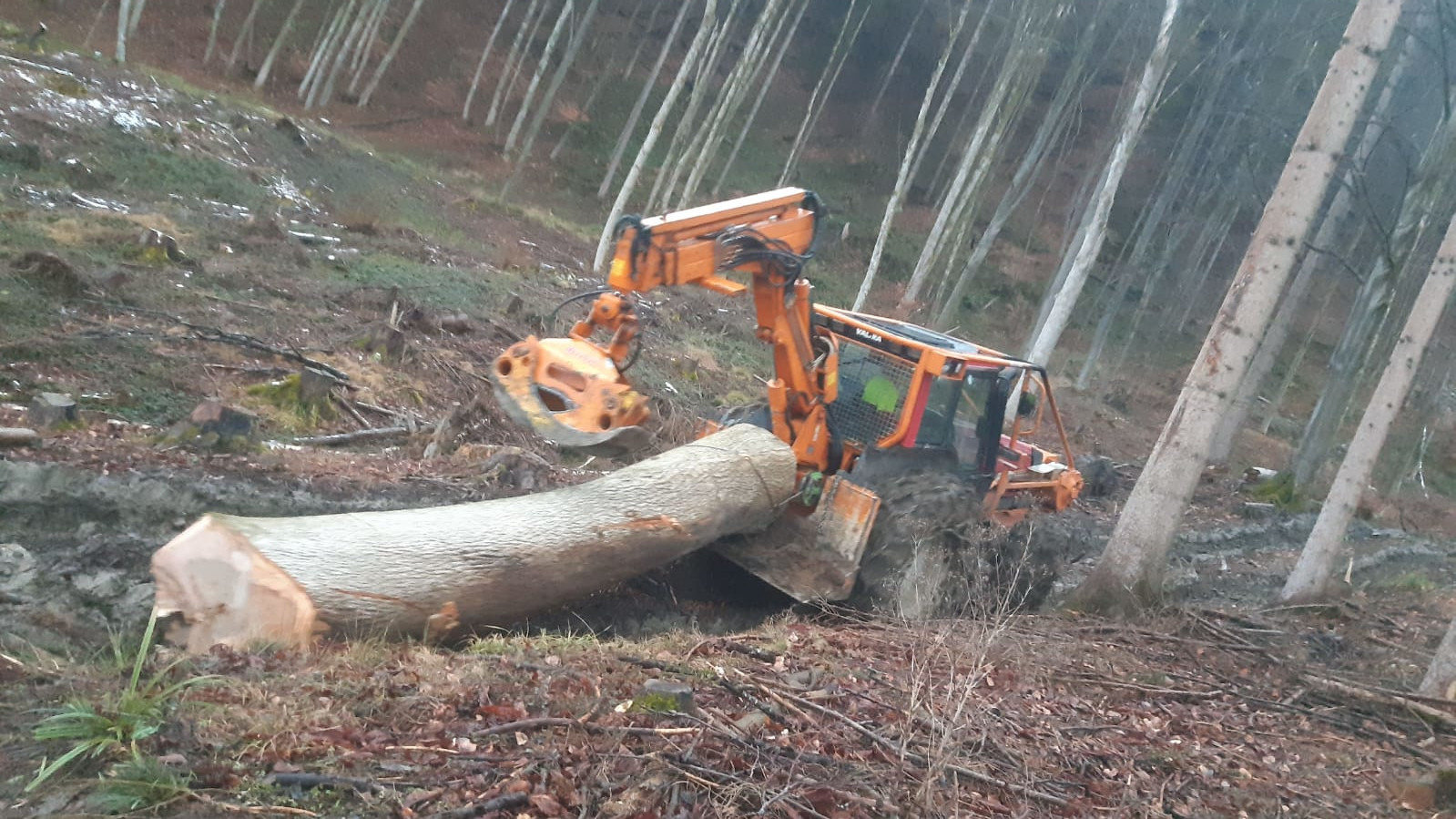 Holzschlägerung Forstunternehmen Steinbichler