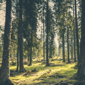 Waldbetreuung