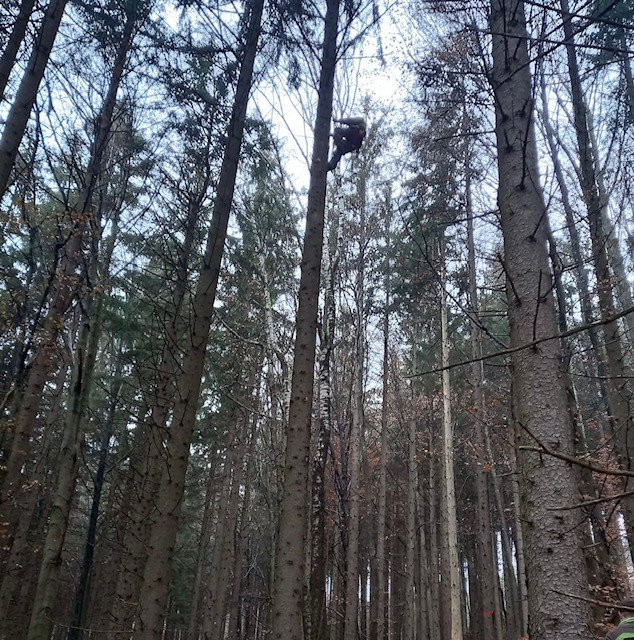 Waldbetreuung Forstunternehmen Steinbichler